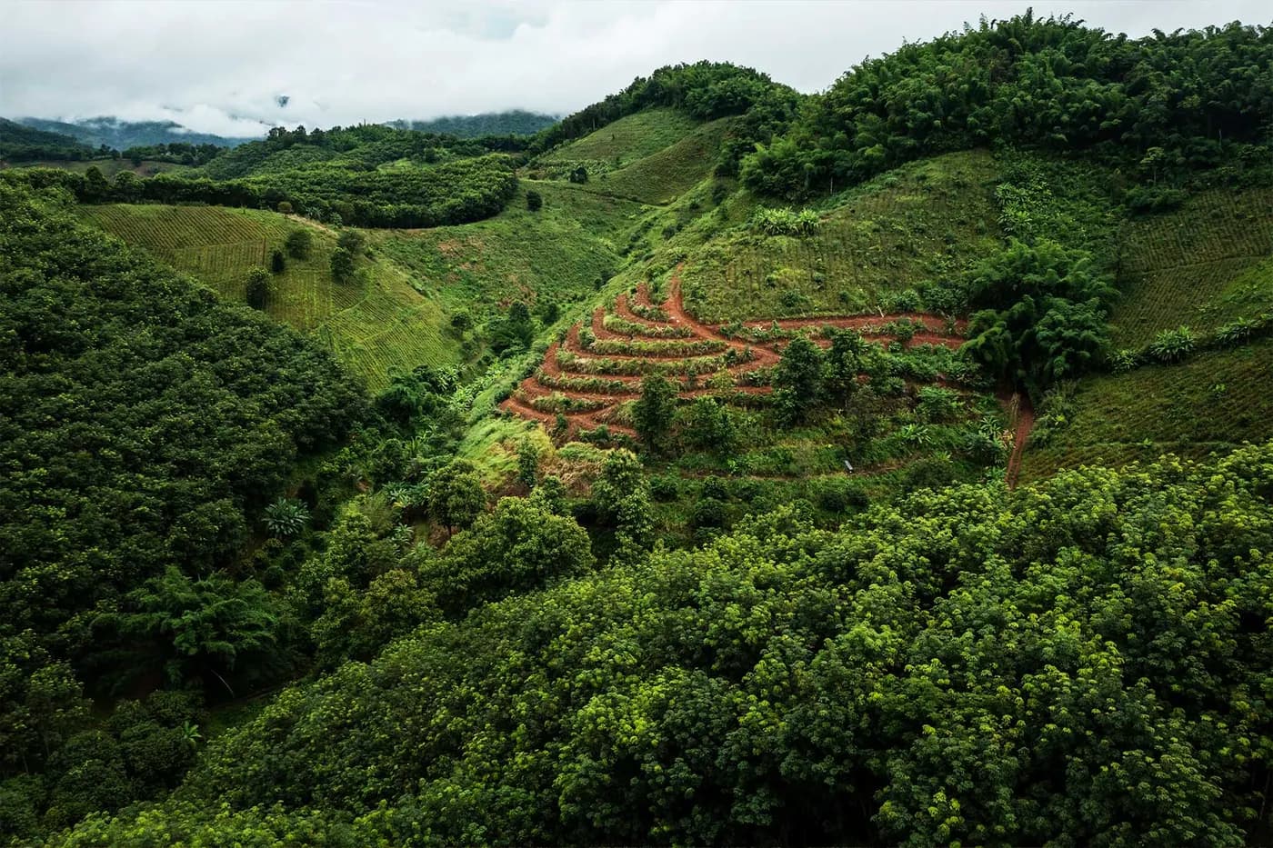 Terraced planting rows on a forested hillside, from One Tree Planted