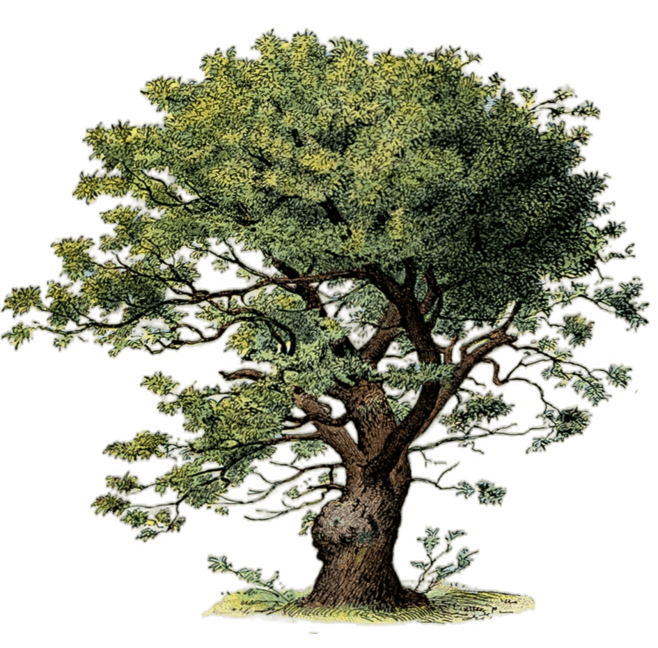 Botanical illustration of a sweet chestnut tree