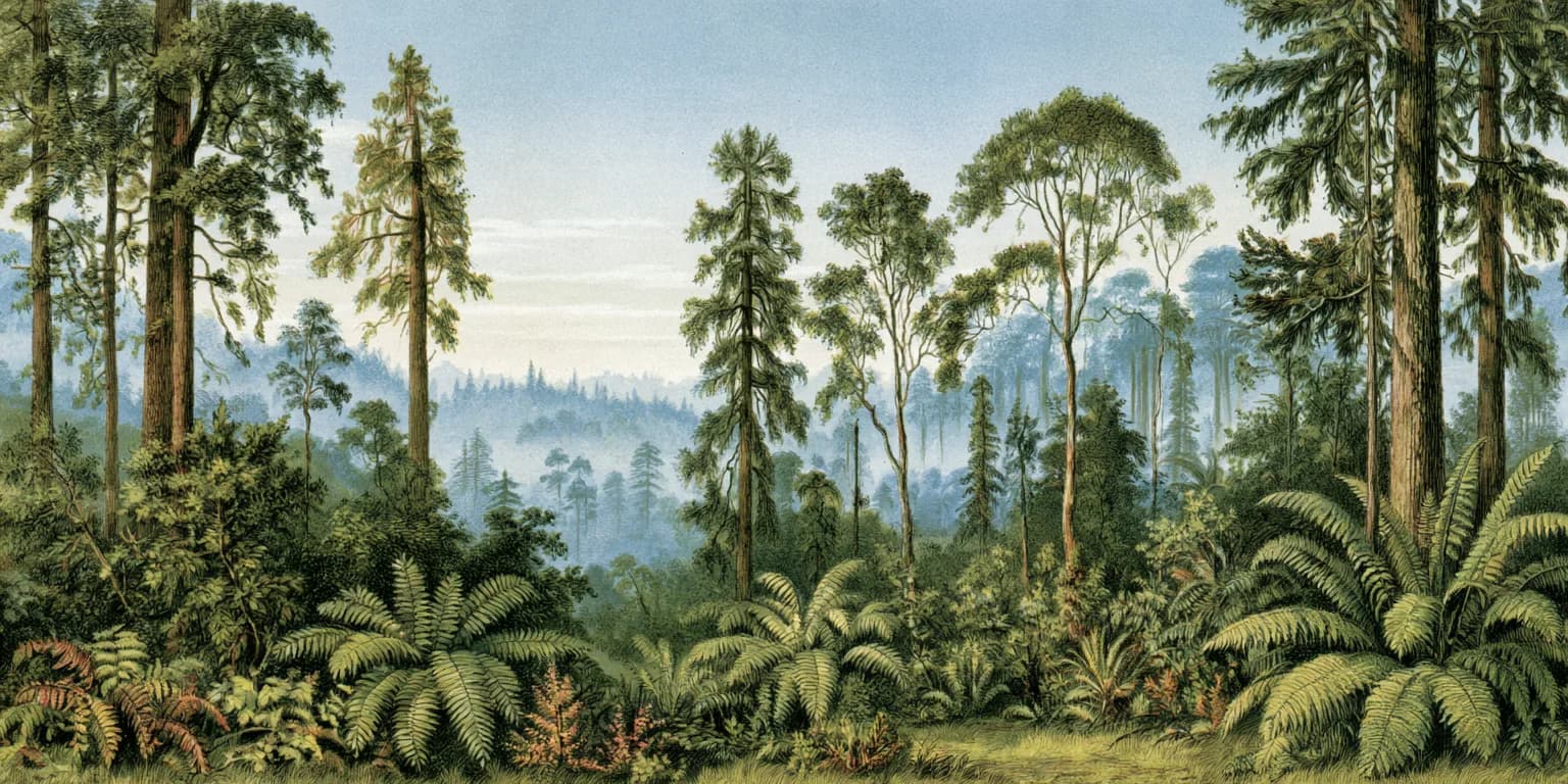 Illustrated misty forest with tall trunks and tree ferns in the understory