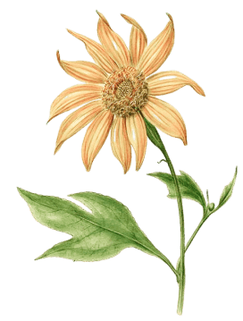 Mexican sunflower