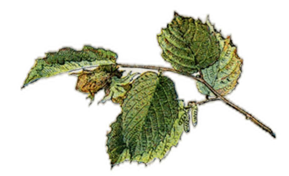 Common hazel leaves