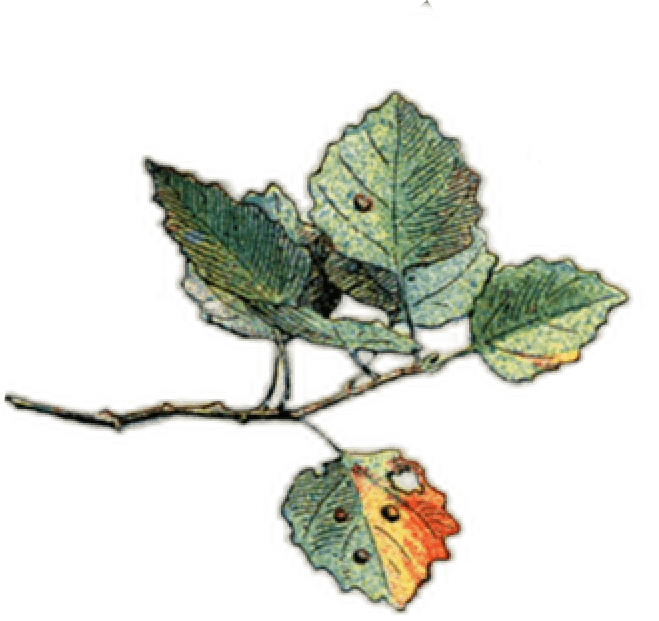 Quaking aspen leaves