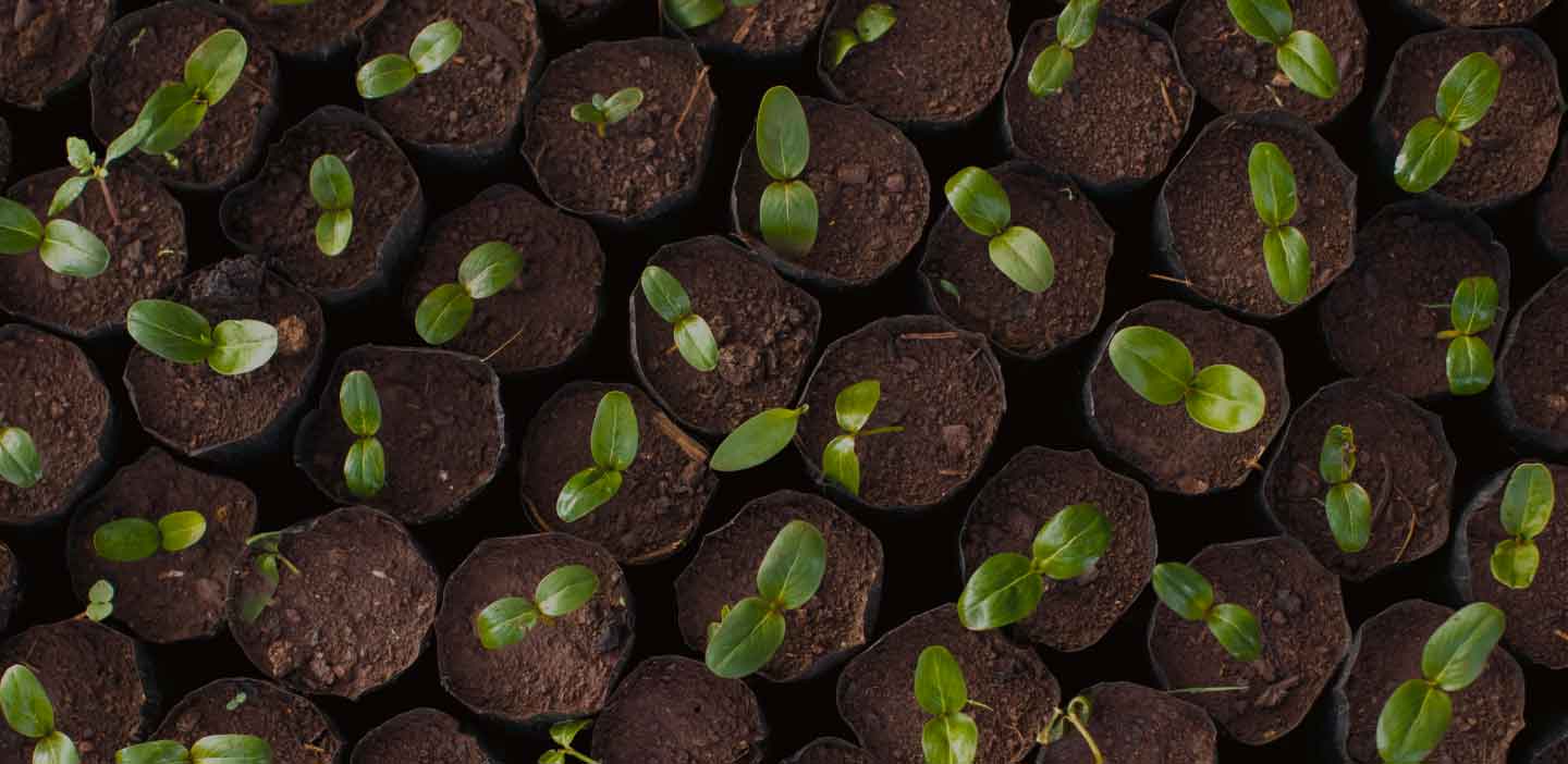 Seedlings from The Art of Forests website