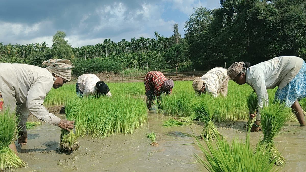 Farmers transplanting rice seedlings by hand, from Jaya Organic Yojana