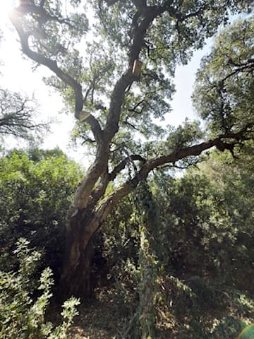 An old cork oak in the woodland cared for by La Zahara