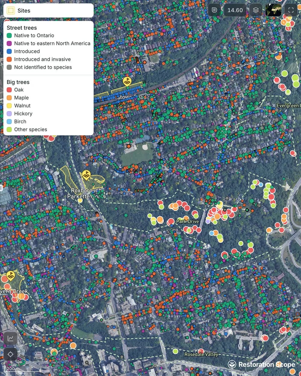 Toronto street trees coloured by origin, with the city's big trees by species and dashed ravine outlines
