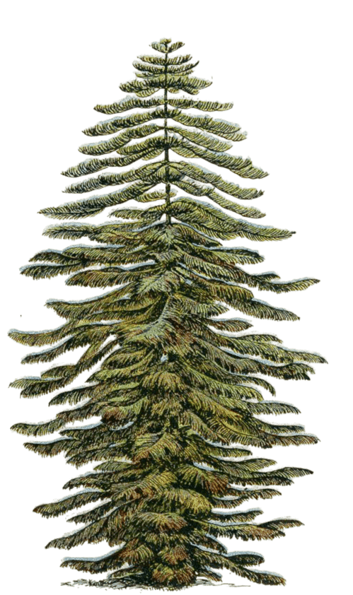 Norfolk pine