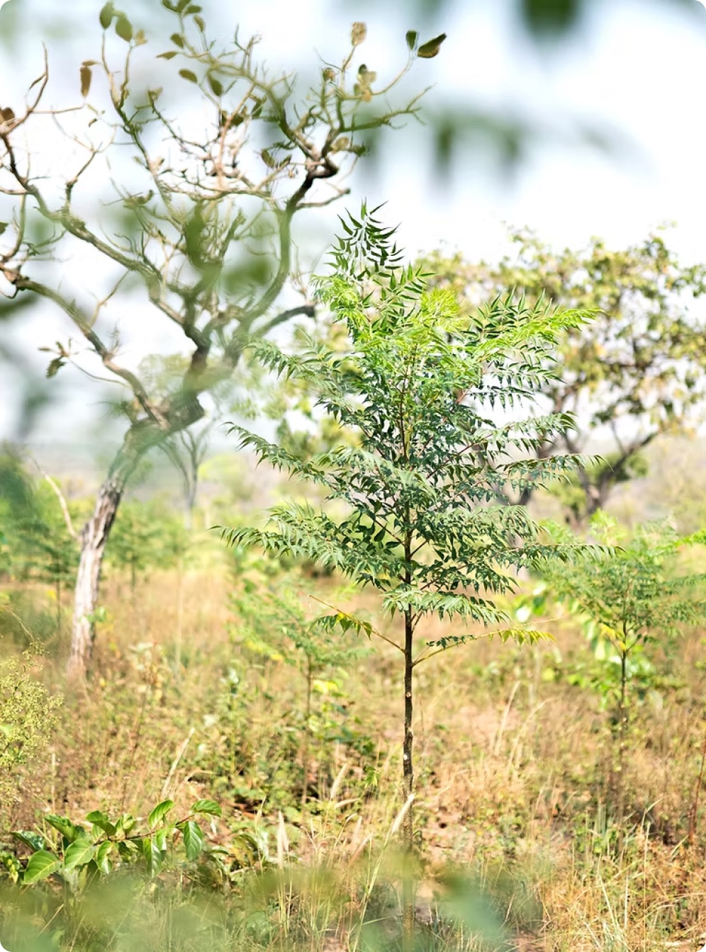 A young tree established in Kijani woodland in Uganda