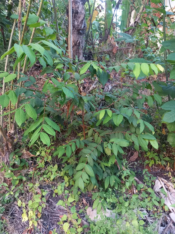 Young tree photographed during monitoring at Alegría FRC